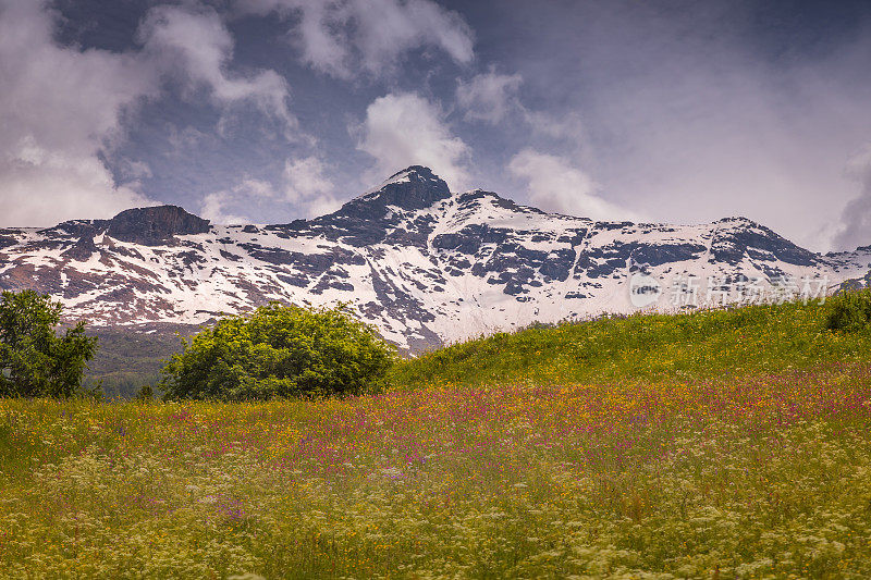 在Val d'Isère的田园诗般的高山景观与鲜花在春天，靠近波恩维尔-弧-法国阿尔卑斯山